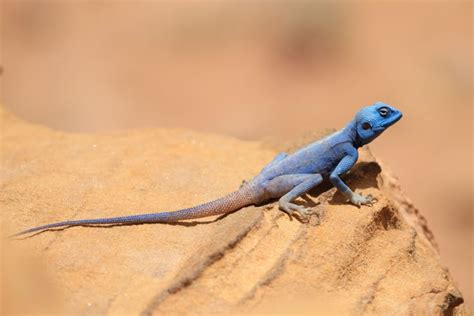 21 Wild Animals in Egypt - christineabroad.com