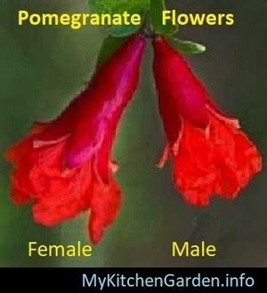 Pomegranate Male And Female Flowers And Fruit How To Pollinate