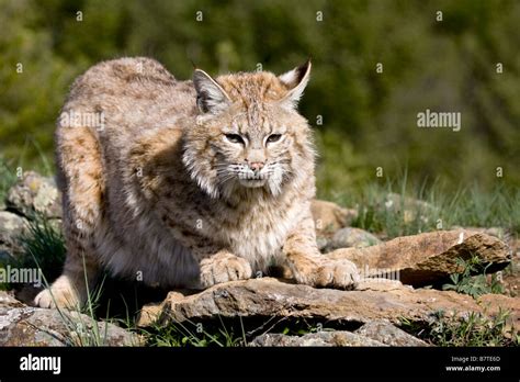 Bobcats Prey