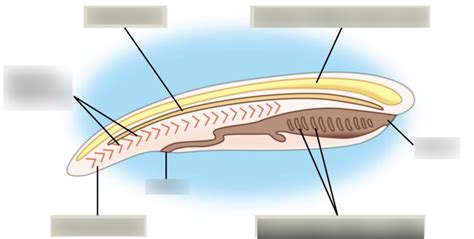 Chordates Diagram | Quizlet