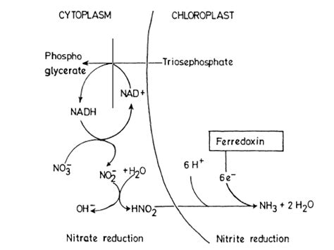 2: Nitrate and nitrite reduction; compiled from Mengel et al. (2001);... | Download Scientific ...