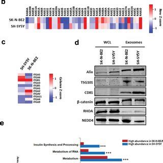 Proteomic Analysis Of Sknbe Cellderived Exosomes Are Enriched With