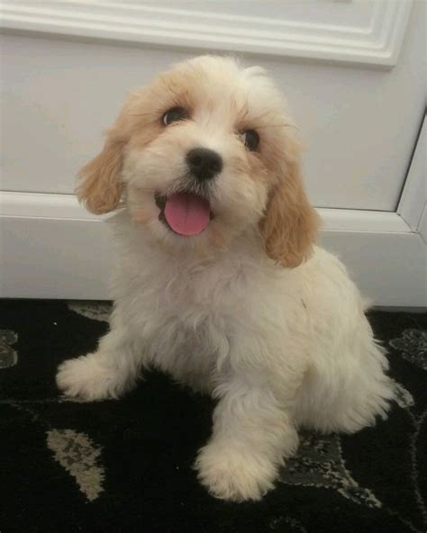 Cavachon puppies | in Swanley, Kent | Gumtree