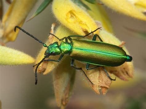 Spanish Fly Lytta Vesicatoria · Inaturalist