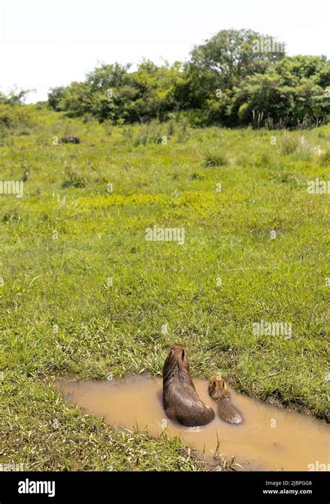 Capybara With Pup Sitting Backward On A Puddle In A Wetland Ibera