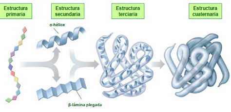 Bioquimica Estructura De Las Prote Nas