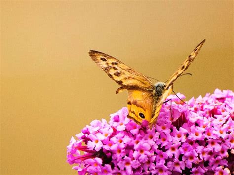 How To Propagate A Butterfly Bush From A Cutting Step By Step