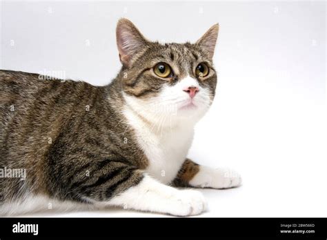 Portrait of cat on white background Stock Photo - Alamy