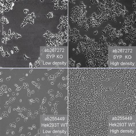 Human SYP Synaptophysin Knockout HEK 293T Cell Line Ab267272 Abcam