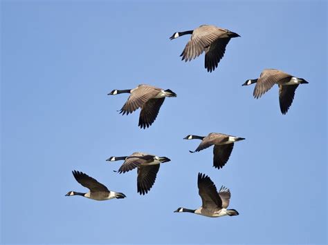 Canada Goose Migration A Complete Guide Birdfact