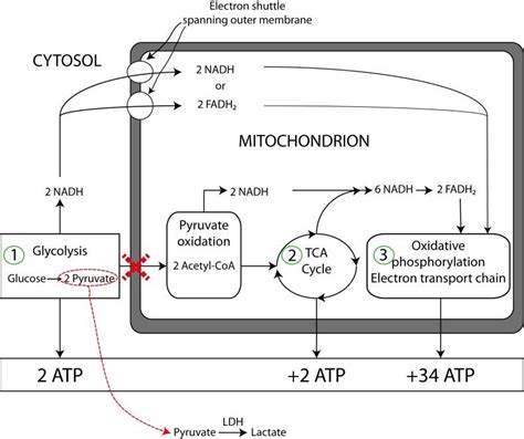 8 Overview of ATP production. | Download Scientific Diagram