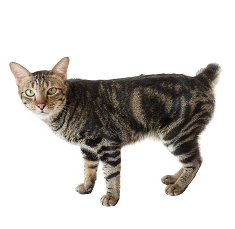 American Bobtail Cat | Cat Breed Info And Characteristics