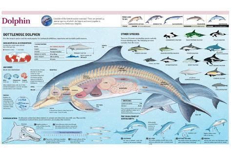 'Infographic of the Anatomy, Habitat and Bottlenose Dolphin Breeding' Prints | AllPosters.com ...