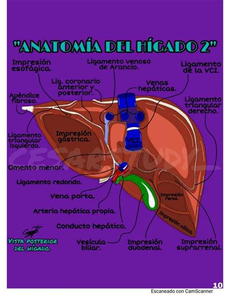 Vista posterior del hígado cesarstudy Cesarstudy uDocz