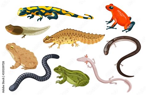 Amphibian vector illustration set. Exotic cartoon tropical amphibia, colorful sitting toad and ...