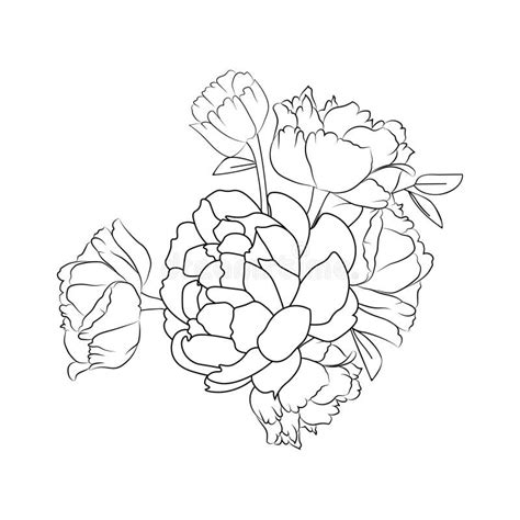 Easy Peony Drawing Hand Drawn Beautiful Peony Flower Drawing Outline