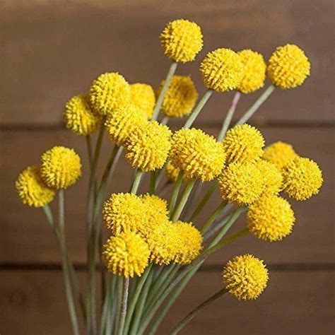 Outsidepride Craspedia Globosa Billy Button Or Drumstick Flower Seeds