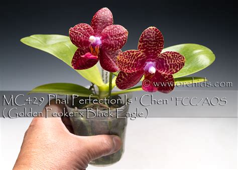 Phal. Perfection Is 'Chen' FCC/AOS ( Golden Peoker x Black Eagle ...