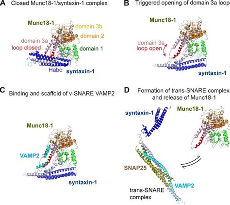 Schematic Of The Fate Of The Munc A Syntaxin A Interacts With