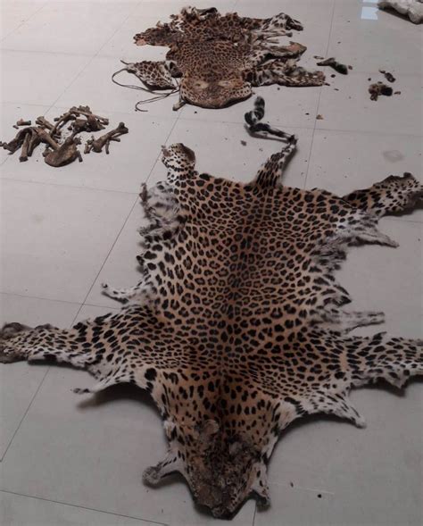 Two Leopard Skins Seized In Odishas Nayagarh Mastermind Held Odisha