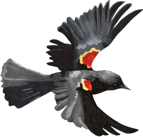 Red Winged Blackbird Bird Silhouette Nature Clipart Transparent Png