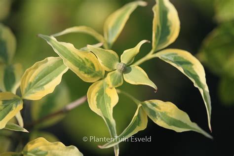 Cornus Kousa Tri Splendor Plantentuin Esveld