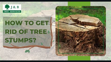 How To Get Rid Of Tree Stumps Jandb Tree Services