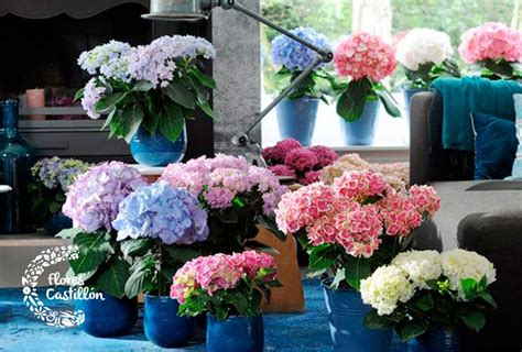 Las Hortensias Descubre Todo Acerca De Sus Cuidados Y Poda Flores