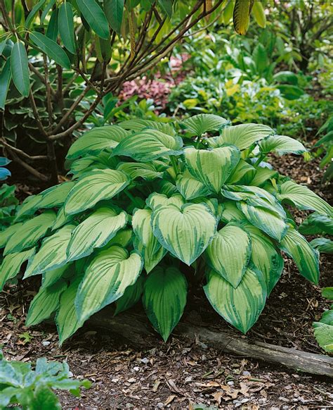 Hosta Fortunei Albopicta Hosta Funkia K14