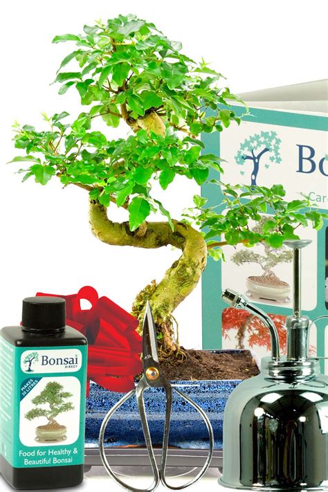 Bonsai Tree Kit For Beginners