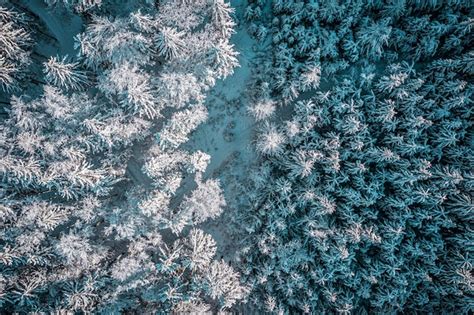 Premium Photo Full Frame Shot Of Frozen Trees In Forest