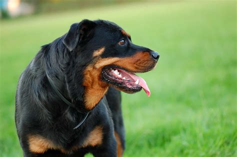 Golden Retriever Rottweiler mix: Should you get this dog? - K9 Web