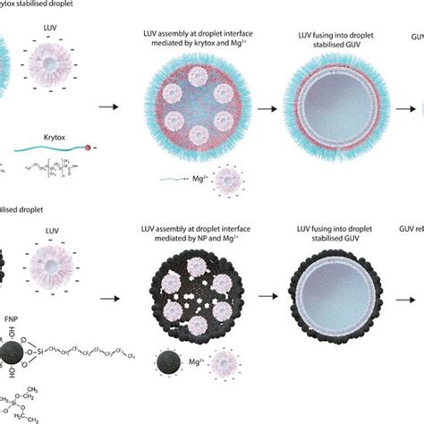 A Guv Formation Via The Surfactantbased Method Developed By Weiss