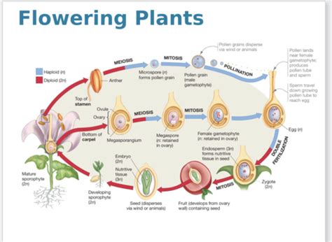 Bio Final Old Chapters Flashcards Quizlet