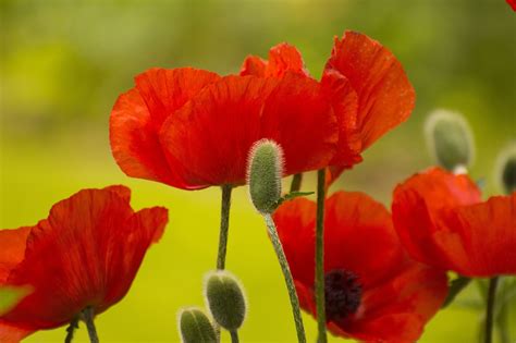 Coquelicot Fleurs Le Printemps Photo Gratuite Sur Pixabay Pixabay