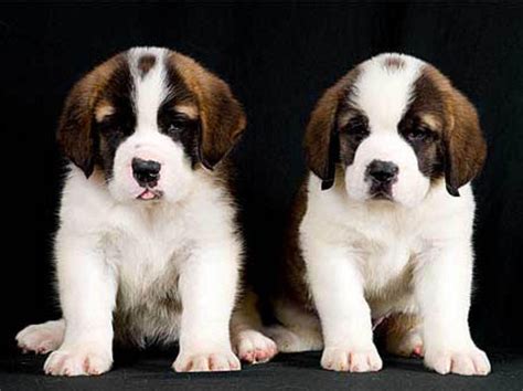 St Bernard Puppies | St bernard dogs, St bernard puppy, Crazy dog lady