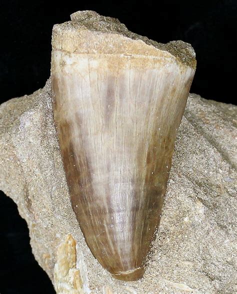 Large 2 3 Mosasaur Prognathodon Tooth In Matrix For Sale 18734