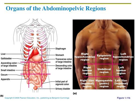 Ppt Overview Of Anatomy And Physiology Powerpoint Presentation Free Download Id 3785417