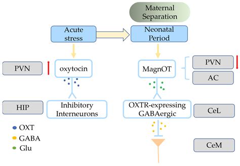 Ijms Free Full Text The Role Of Oxytocin In Early Life Stress