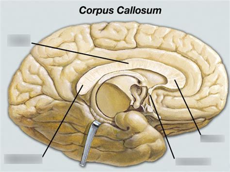 Diagram Of Anatomy Of The Brain Corpus Callosum Quizlet