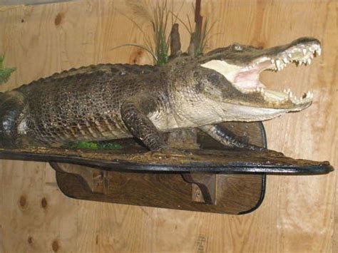 Taxidermy Alligator Full Body Mounts