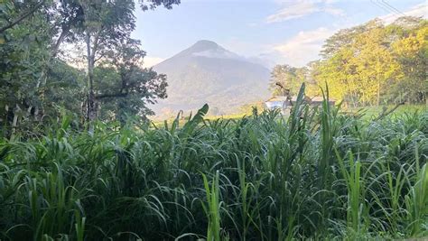 Trawas 4700 Banyak Pohon Durian View Gunung Penanggungan Tanah