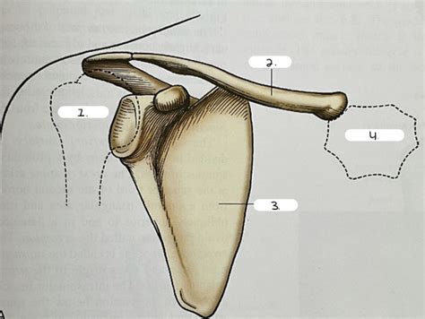 Anterior Aspect Of Shoulder Girdle Clavicle And Scapula Girdle