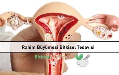 Rahim B Y Mesi Bitkisel Tedavisi Bitkisel Tedavi