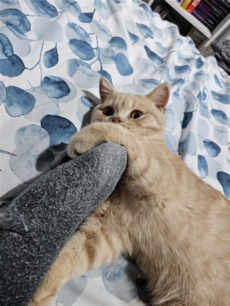 Cat wont eat unless I am with him : r/britishshorthair