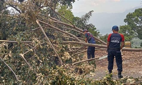 Pohon Tumbang Di Kelok Arus Lalu Lintas Sempat Terganggu Kaba