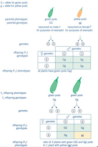 Genetics Populations Evolution And Ecosystem Flashcards Quizlet