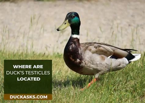 Do Ducks Have Testicles Explain With Picture Duck Asks