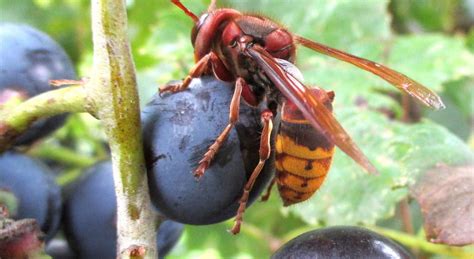 Punto Da Un Calabrone Rischia Di Morire Salvo Per Miracolo Grazie A