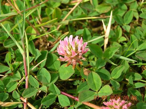 Strawberry Clover Trifolium Fragiferum Flower Sandscale Ha Flickr